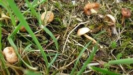 Nelkenschwindling, Foto 18