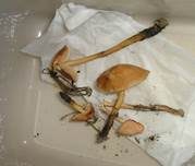 Nelkenschwindling, Foto 19