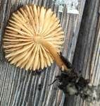 Nelkenschwindling, Foto 21