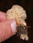 Nelkenschwindling, Foto 23
