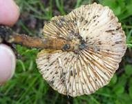 Nelkenschwindling, Foto 28