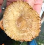 Nelkenschwindling, Foto 30