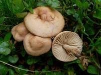 Nelkenschwindling, Foto 32