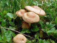 Nelkenschwindling, Foto 33
