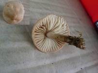 Nelkenschwindling, Foto 34