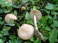 Nelkenschwindling, Foto 35