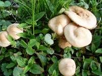 Nelkenschwindling, Foto 36