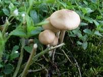 Nelkenschwindling, Foto 38