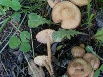 Nelkenschwindling, Foto 41