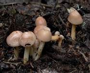 Nelkenschwindling, Foto 6