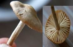 Nelkenschwindling, Foto 44