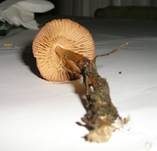 Nelkenschwindling, Foto 50