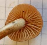 Nelkenschwindling, Foto 7