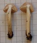 Nelkenschwindling, Foto 10