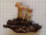 Nelkenschwindling, Foto 11