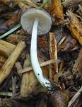Netzaderiger Mistpilz, Foto 12