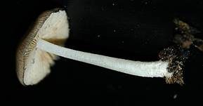 Netzaderiger Mistpilz, Foto 13