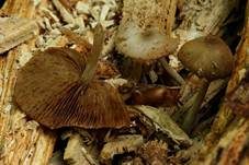Netzaderiger Mistpilz, Foto 17
