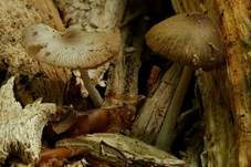 Netzaderiger Mistpilz, Foto 18