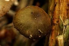 Netzaderiger Mistpilz, Foto 19