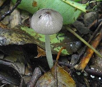Netzaderiger Mistpilz, Foto 4