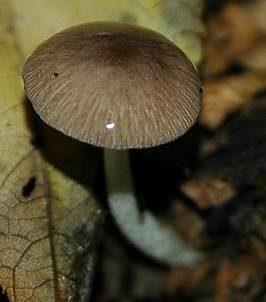 Netzaderiger Mistpilz, Foto 5