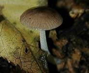 Netzaderiger Mistpilz, Foto 7