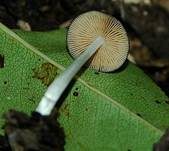 Netzaderiger Mistpilz, Foto 8