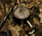 Netzaderiger Mistpilz, Foto 9