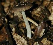Netzaderiger Mistpilz, Foto 10