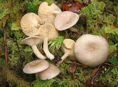 Blasser Duftmilchling, Foto 2