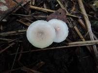 Blasser Duftmilchling, Foto 12