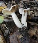 Blasser Duftmilchling, Foto 13
