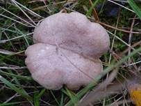 Blasser Duftmilchling, Foto 14