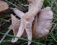 Blasser Duftmilchling, Foto 15