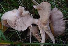 Blasser Duftmilchling, Foto 16