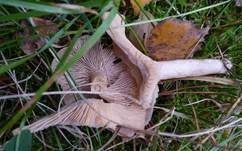 Blasser Duftmilchling, Foto 17