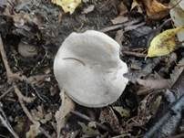 Blasser Duftmilchling, Foto 19