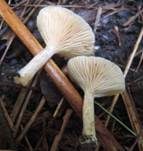Blasser Duftmilchling, Foto 20
