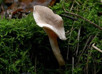 Blasser Duftmilchling, Foto 4