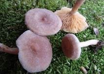 Blasser Duftmilchling, Foto 22