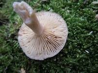 Blasser Duftmilchling, Foto 23