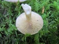 Blasser Duftmilchling, Foto 24