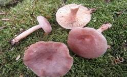 Blasser Duftmilchling, Foto 25