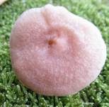 Blasser Duftmilchling, Foto 27