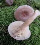 Blasser Duftmilchling, Foto 28