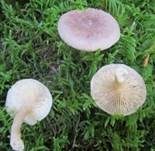 Blasser Duftmilchling, Foto 29