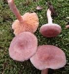 Blasser Duftmilchling, Foto 30