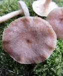 Blasser Duftmilchling, Foto 31