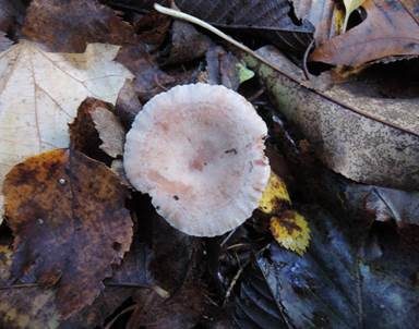 Blasser Duftmilchling, Foto 5